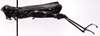 CollectionObject 1541270; 30f85b14-7da1-4d2a-8459-f5cbde631b23: Image Carbonell, C.S. male, lateral view (holotype). (CollectionObject).