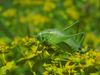 CollectionObject 1578017; d266d3c4-a2e0-4b37-a5ab-3ce6d4ddd238: female. (CollectionObject).