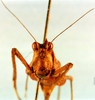Palaioscaria calosoma (Günther, 1934): female, frontal view (paralectotype). (Otu).