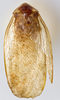 CollectionObject 1567100; cef3098e-bcec-4955-9223-9b4d7172ac3f: Photo by Heidi Hopkins. Holotype, adult male, dorsal habitus. (CollectionObject).