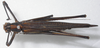 CollectionObject 1543992; bea44e42-c81c-4b92-9717-8b3cec5886c5: female, dorsal view. (CollectionObject).