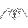 Aedeagus, ventral view on Empoa (Empoides) punicea (Matsumura, 1932): Aedeagus, ventral view. (Observation).