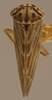 Habitus, dorsal view: !! display not done !! on Agalliopsis (Agallaria) minor Oman, 1933: Dorsal. (Observation).