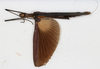 CollectionObject 1558659; NMW 147, 535edfe2-1d98-4047-a27d-4804d7e91d0c: copyright NMW. female, dorsal view (holotype). (CollectionObject).