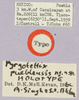 CollectionObject 1499416; a244e93d-e043-4561-a1d8-b569e0934018: labels (holotype). (CollectionObject).