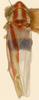 Habitus, dorsal view on Erythridula rubens (Beamer, 1930): Habitus (holotype, KSEM collection). (Observation).