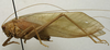 CollectionObject 1535086; 3d3bd2b7-b0a3-461b-bc28-38702ad8a9d8: male, lateral view (holotype). (CollectionObject).