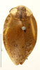 CollectionObject 1587236; MNHN(SF IMPORT DUPLICATE) MNHN-EP-EP1169, bd8eda62-483c-4592-bcb5-293914ce7f02: CC BY-NC-ND 4.0/MNHN - Depraetere Marion - 2014. Non type, female. Specimen number: MNHN-EP-EP1169. http://coldb.mnhn.fr/catalognumber/mnhn/ep/ep1169. (CollectionObject).