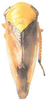 Habitus, dorsal view on Drabescus pallidus Matsumura, 1912: Habitus, dorsal view. (Observation).