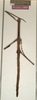 CollectionObject 1560789; d85de75a-e87c-442a-8186-0239cfd502fd, NMW 818: copyright NMW, Vienna. female of synonym Bacteria bradypus (lectotype). (CollectionObject).