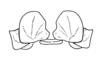 Conometopus sulcaticollis (Blanchard, 1851): Fig. 22. male, genital segment, caudal view. (Otu).