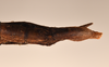 CollectionObject 1562151; 839707dd-c54e-4102-8fea-df0ef587d043: copyright UMO. female: end of abdomen, ventral view (holotype). (CollectionObject).