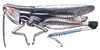 Amphitornus durangus Otte, 1979: male habitus. (Otu).
