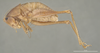 CollectionObject 1593807; a9000780-c3c0-4d1a-9895-19e4246dfe18: Male, lateral view (holotype). (CollectionObject).