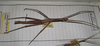 CollectionObject 1559732; aca50118-3c78-41fd-9fcd-034995f2eb95: copyright MHNG, Geneva. female of synonym Medaura subintegra (holotype). (CollectionObject).