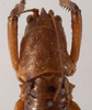 CollectionObject 1534489; 43bfba7c-e758-4132-b2ad-88d084ba36e6: female pronotum, dorsal view (syntype). (CollectionObject).
