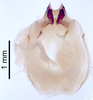 CollectionObject 1522770; c2b696b4-d68e-4385-8ea0-cee8dd5df7ae: Male genitalia, ventral view (holotype). (CollectionObject).