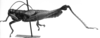 CollectionObject 1575535; 4c91dff4-63d0-433c-9df6-3b320287f1b7, DORSA D006AM01: Image Carbonell, C.S. male, lateral view (syntype). (CollectionObject).