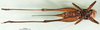 CollectionObject 1500475; 729457e7-0741-4169-95a2-4f9641144756: female, ventral view (syntype of Pholidoptera dalmatica maritima). (CollectionObject).