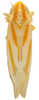 Habitus, dorsal view on Erythridula lyratae (Ross & DeLong, 1953): Habitus (INHS collection). (Observation).