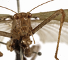 CollectionObject 1529751; 1255e2bd-868d-4468-ba24-8eb355a12ced: male, frontal view (holotype). (CollectionObject).
