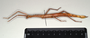 CollectionObject 1563756; 83cbfd78-fadb-461b-9fc7-5597cde468ca: copyright MIZ. female, lateral view (paratype). (CollectionObject).