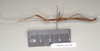 CollectionObject 1557206; NHMUK(SF IMPORT DUPLICATE) 844748, 05419db8-951b-49b9-9e62-e5a487ac9425: copyright Natural History Museum, London. male, lateral view (holotype). (CollectionObject).