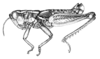 Hydnosternacris valdiviensis Amédégnato & Descamps, 1978: Fig. 67. male habitus. (Otu).