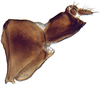 Pygofer, lateral view: Gannia viraktamathi, pygofer, laterally (INHS). (Observation).