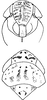 Head on Euscelidius schenckii (Kirschbaum, 1868): Head, pro-, and mesothorax. (Observation).