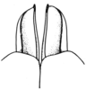Arminda lancerottensis Holzapfel, 1972: Fig. 3 E. dorsal lobes of aedeagus, ventral view. (Otu).