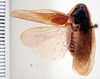 Litopeltis oreas Rehn, 1928: Photo taken by Heidi Hopkins. (Otu).
