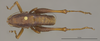 CollectionObject 1597295; 3a806393-e5f2-421a-b1e2-2af572e424aa: Male, dorsal view (paratype). Tegmina removed. (CollectionObject).;CollectionObject 1597296; 6af907ec-fcf4-4dda-bc2e-3ec232bddb8c: Male, dorsal view (paratype). Tegmina removed. (CollectionObject).