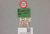 CollectionObject 1517599; 8520d1d2-9ccb-444c-b943-7aaa2019cf6a, NHMUK015982099: labels (lectotype). (CollectionObject).