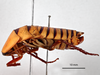 CollectionObject 1863281; f38dd2b0-261c-4b80-adae-6e6c08e9b30f: (CollectionObject).
