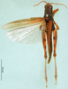 CollectionObject 1501230; 7dbc67e1-283c-4b7c-9693-daded2e462cc: male, dorsal view (holotype). (CollectionObject).