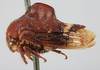 Habitus, lateral view: !! display not done !! on Telamona compacta Ball, 1903: (Observation).