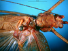 CollectionObject 1502887; fc3d4f6a-294d-42f2-ad8b-dcb2acb266b3: male head and pronotum, dorsal view. (CollectionObject).