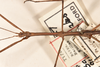 CollectionObject 1557975; ce4627cc-215c-49b8-89ef-d2c6d1c16915: copyright OUMNH. male: head & thorax, dorsal view (holotype). (CollectionObject).