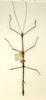 CollectionObject 1557721; 5fcdfd0d-7686-4ef4-ab0a-9b48cd4ff9ac: copyright RMNH, Leiden. male of Phasma (Bacteria) nodosum (paralectotype). (CollectionObject).