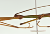 CollectionObject 1586089; QIMR QM, T244738, b4e67cdd-8592-4779-b45a-3e6513c80718: copyright QM, Brisbane. male: head & thorax, lateral view (holotype). (CollectionObject).