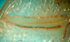CollectionObject 1500526; 24761f4c-3a59-4dbd-b9a3-c970a3e644f6: male stridulatory file (syntype). (CollectionObject).