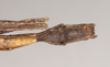 CollectionObject 1559597; NHMUK(SF IMPORT DUPLICATE) 844776, 5dfd6bd7-3ce4-48d0-8a44-fea50261d7ab: copyright Natural History Museum, London. male: end of abdomen, ventral view (paratype). (CollectionObject).