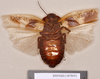 Rhyparobia thoracica Kirby, 1903: Holotype, female, ventral. BMNH(E)#878092. (Otu).