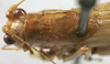 CollectionObject 1539686; c2cc1c12-20a9-4aa4-8eb0-8447fab0df9c, MNHN-EO-ENSIF658: male pronotum dorsal (holotype of Amytta angulata). (CollectionObject).