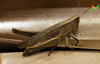 CollectionObject 2243703; Unioeste Cascavel K-0782, a737c70c-82e1-49f2-9bf5-c7731360d5c6: Female, in vivo, lateral view. (CollectionObject).