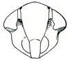 Head: Amplicephalus osborni, face. (Observation).