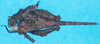 CollectionObject 1500258; 839d7aaf-9e63-4253-a9ff-fe789560c21c: female, dorsal view (holotype). (CollectionObject).