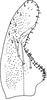 Subgenital plate, ventral view on Ciudadrea colorata (Lindberg, 1936): Subgenital plate. (Observation).