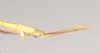 CollectionObject 1558547; 60a19b5b-98ed-4581-b16b-326a9354a656: copyright Natural History Museum, London. male: end of abdomen, lateral view (syntype). (CollectionObject).;CollectionObject 1558548; 3181af4a-1fcb-427b-a9c6-e70ddf2ce114: copyright Natural History Museum, London. male: end of abdomen, lateral view (syntype). (CollectionObject).